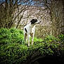 dog, canine, black_and_white, grass, moss, mound, outdoors, trees, woodland, nature, alert, standing, profile, fur, snout, animal_portrait, curiosity, greenery, rural, sunlight