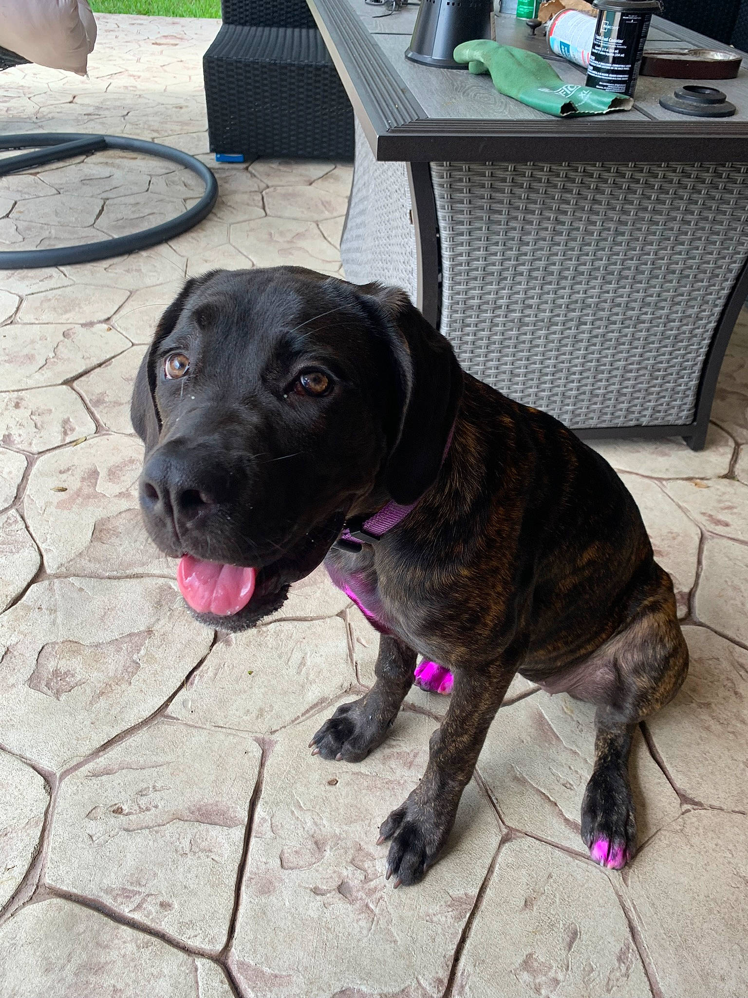 Ione joined the competition — help win amazing prizes! borador, carnivore, chair, collar, companion_dog, dog, dog_breed, dog_collar, fawn, fur, guard_dog, leash, liver, retriever, snout, sporting_group, table, tail, working_animal, working_dog