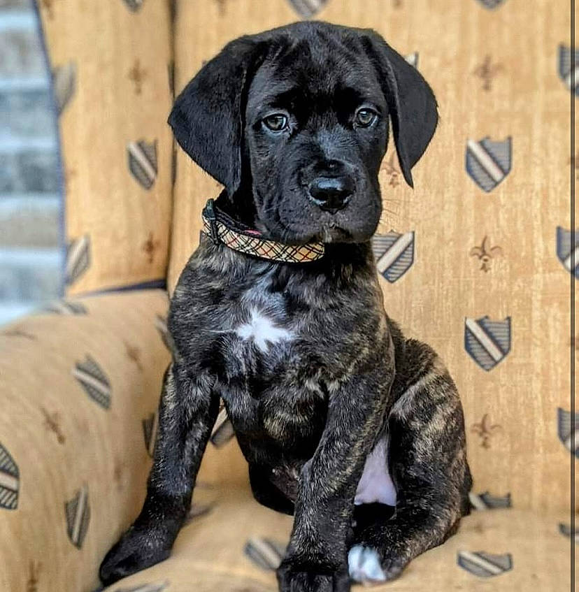 Ione joined the competition — help win amazing prizes! canidae, carnivore, collar, companion_dog, dog, dog_breed, dog_collar, fawn, fur, hunting_dog, liver, non_sporting_group, snout, sporting_group, terrestrial_animal, working_animal, working_dog