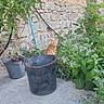 Miel participe au concours pour gagner de l'argent avec cette photo : cat, orange_tabby, bucket, potted_plant, stone_wall, garden, plants, greenery, outdoor, curious, animal, pet, concrete_floor, flowering_plants, shrub, nature, daylight, small_animal, leafy, feline