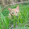 Miel participe au concours pour gagner de l'argent avec cette photo : cat, orange_cat, grass, greenery, outdoor, nature, animal, wildlife, peek, eyes, ears, camouflage, feline, plant, field, daylight, closeup, curious, hidden, cute