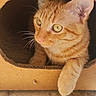 cat, ginger_cat, cardboard_box, paw, curious, pet, animal, feline, whiskers, green_eyes, sunlight, shadow, indoor, cute, closeup, portrait, resting, cozy, playful, domestic_cat