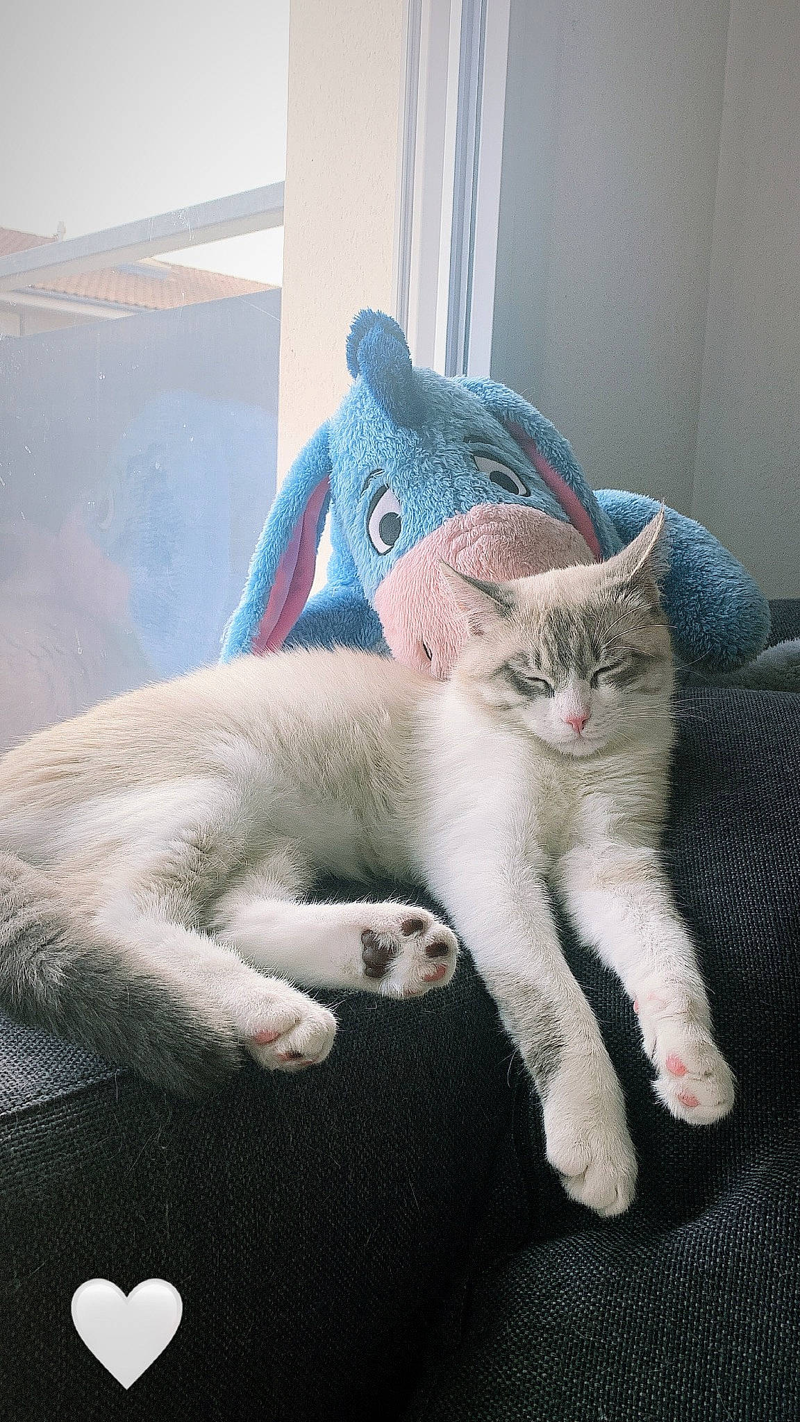 Gus participe au concours pour gagner de l'argent avec cette photo : bed, carnivore, cat, cat_supply, claw, comfort, domestic_short_haired_cat, fawn, felidae, fur, linens, nap, paw, small_to_medium_sized_cats, snout, tail, thread, vertebrate, whiskers, wool