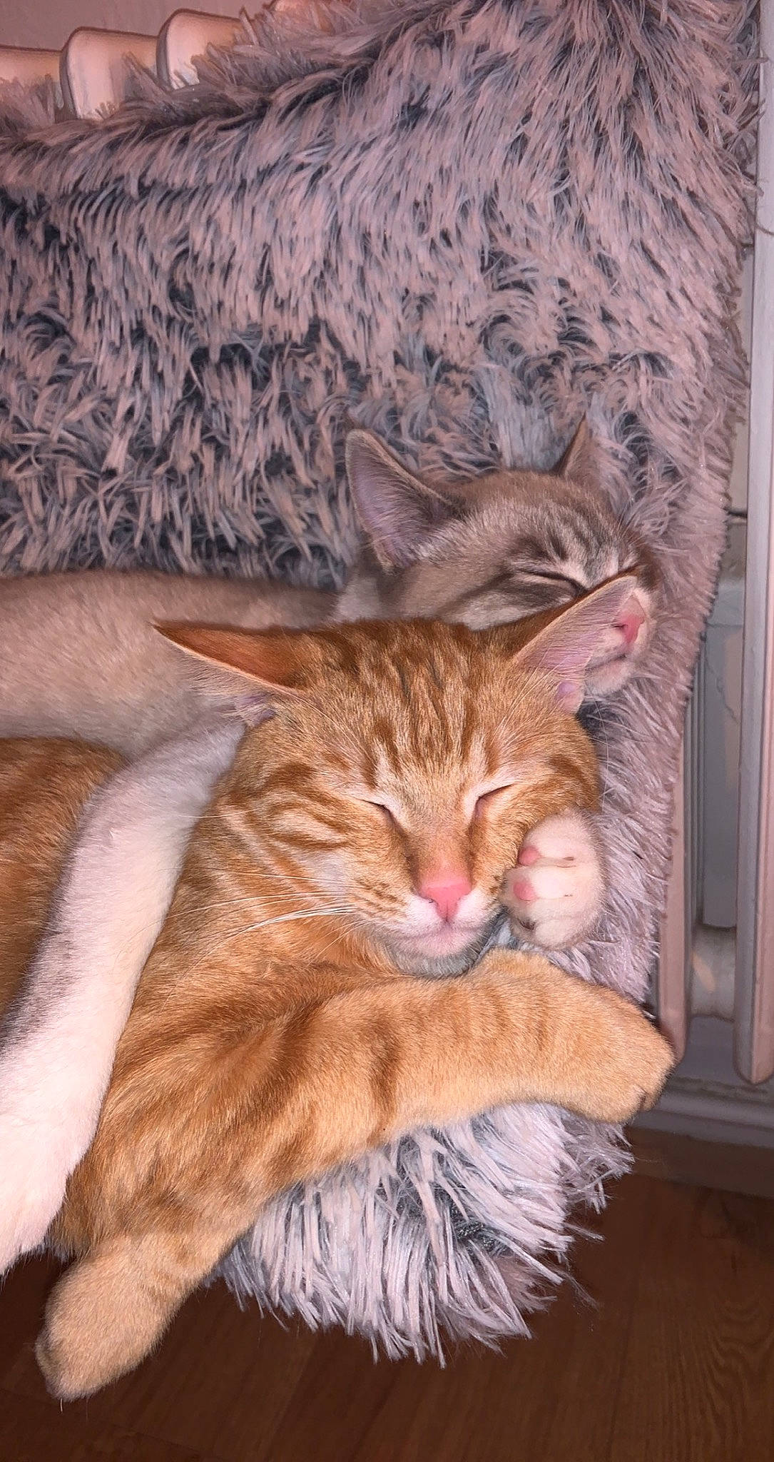 Gus participe au concours pour gagner de l'argent avec cette photo : carnivore, cat, claw, comfort, domestic_short_haired_cat, felidae, fur, hardwood, natural_material, paw, peach, small_to_medium_sized_cats, tail, terrestrial_animal, whiskers, window, wood