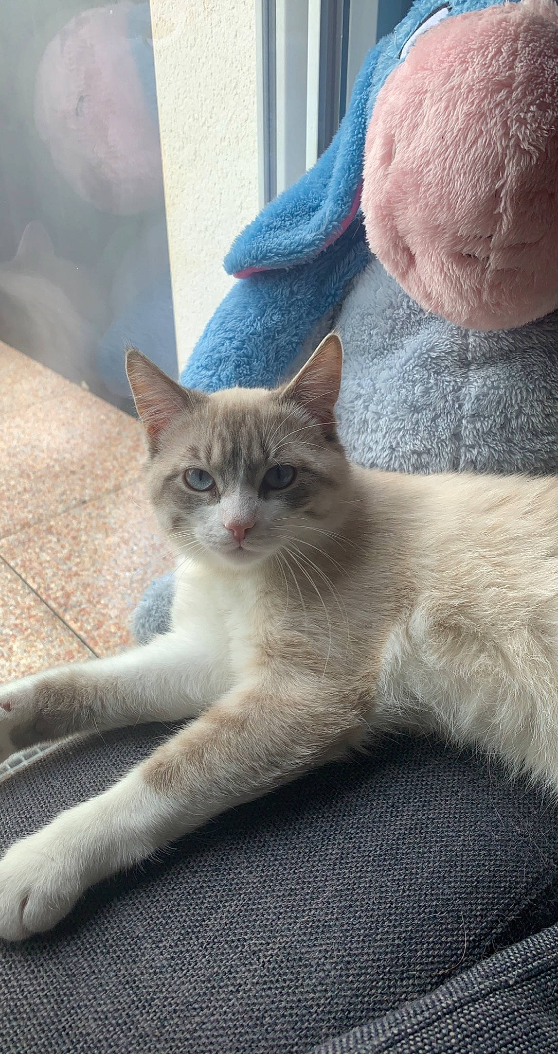 Gus participe au concours pour gagner de l'argent avec cette photo : carnivore, cat, claw, comfort, domestic_short_haired_cat, fawn, felidae, fur, grey, paw, sitting, small_to_medium_sized_cats, snout, tail, terrestrial_animal, whiskers, window, wool