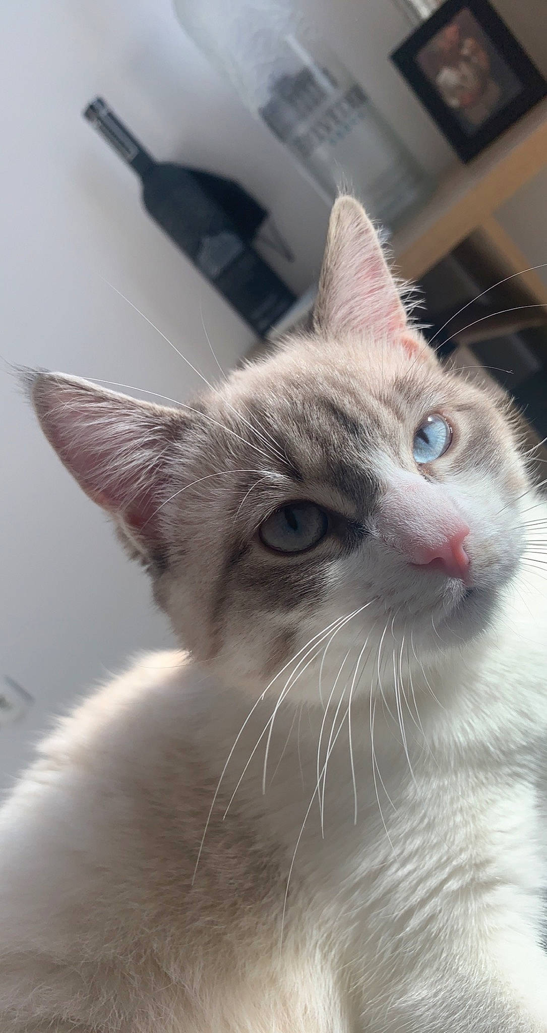 Gus a rejoint le concours — aidez-le/la à gagner de superbes lots ! carnivore, cat, comfort, domestic_short_haired_cat, ear, felidae, fur, iris, monochrome_photography, paw, small_to_medium_sized_cats, snout, whiskers, window