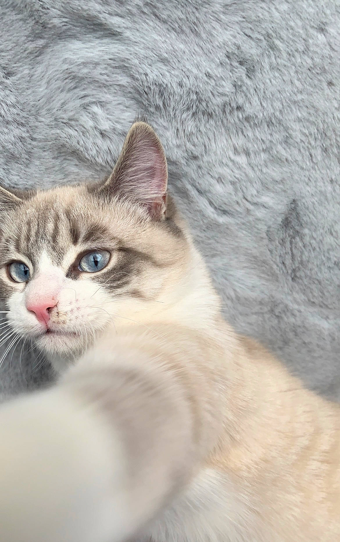 Gus a rejoint le concours — aidez-le/la à gagner de superbes lots ! art, carnivore, cat, domestic_short_haired_cat, fawn, felidae, fur, paw, small_to_medium_sized_cats, snout, tail, terrestrial_animal, tree, whiskers, wildlife, wood