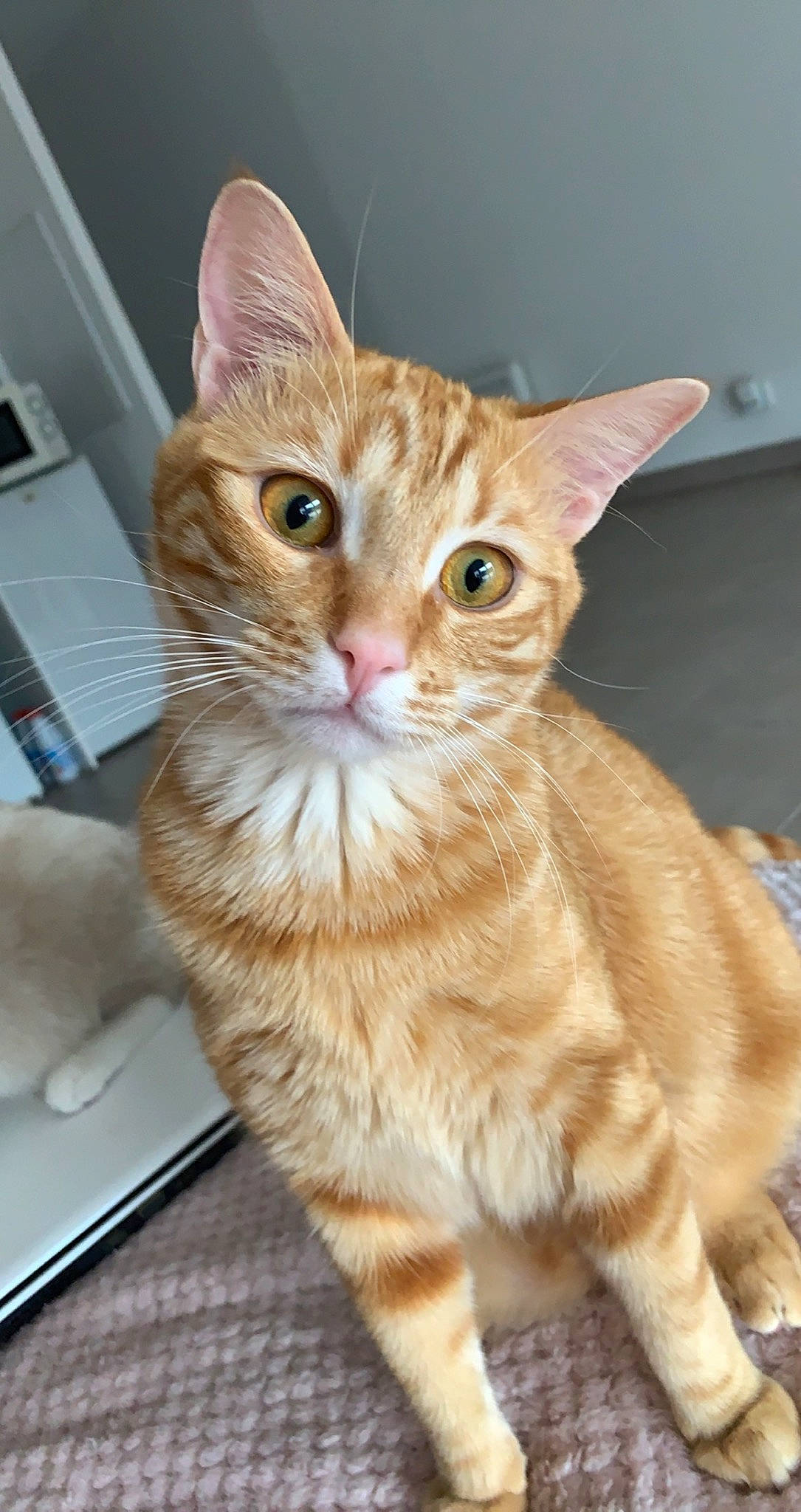 Luffy a rejoint le concours — aidez-le/la à gagner de superbes lots ! art, carnivore, cat, claw, domestic_short_haired_cat, fawn, felidae, foot, fur, iris, paw, sitting, small_to_medium_sized_cats, snout, tail, terrestrial_animal, whiskers, window