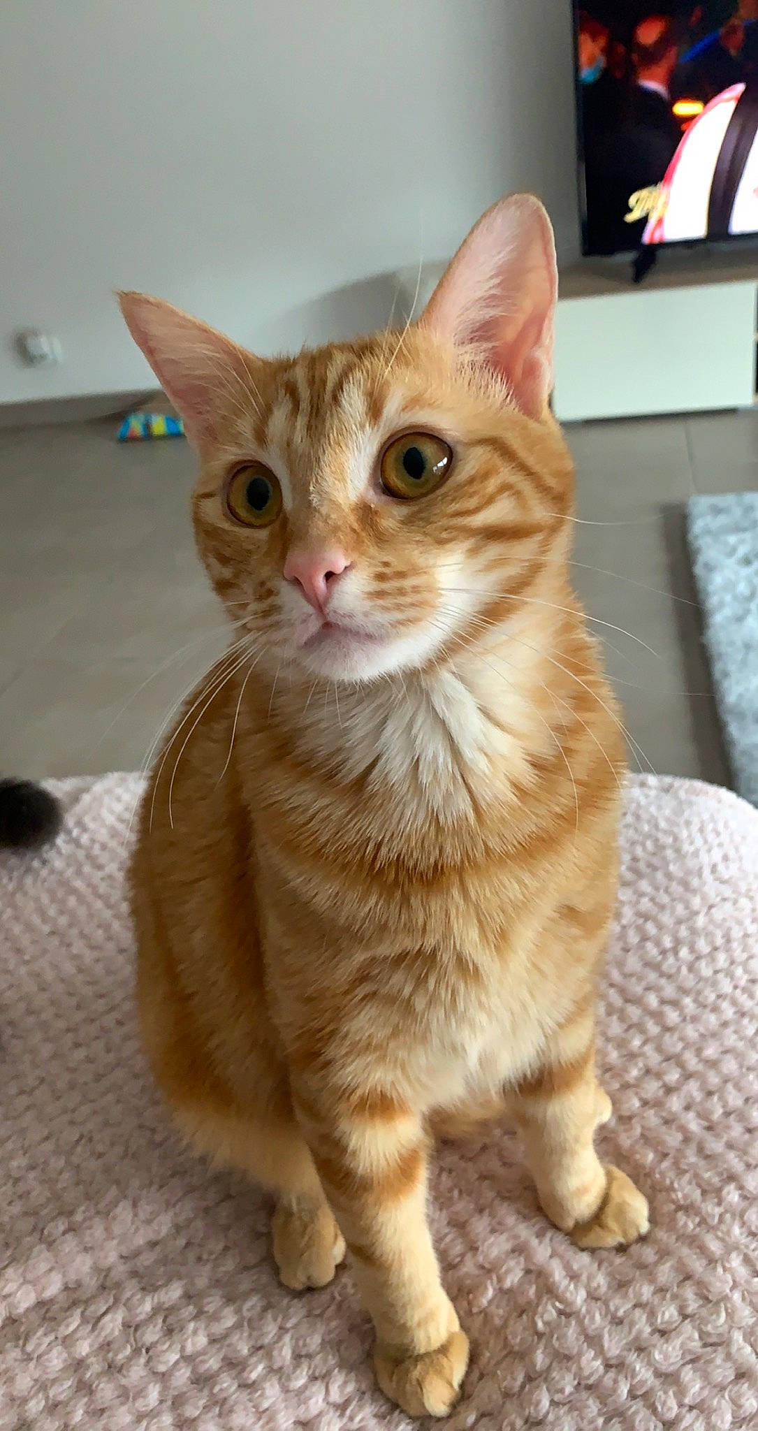 Luffy participe au concours pour gagner de l'argent avec cette photo : carnivore, cat, claw, domestic_short_haired_cat, event, fawn, felidae, flooring, fur, paw, peach, small_to_medium_sized_cats, snout, tail, terrestrial_animal, whiskers