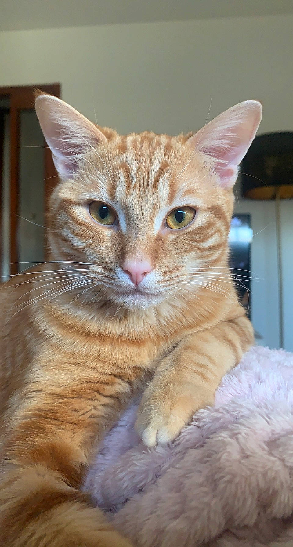 Luffy a rejoint le concours — aidez-le/la à gagner de superbes lots ! carnivore, cat, claw, curious, domestic_short_haired_cat, fawn, felidae, fur, iris, paw, sitting, small_to_medium_sized_cats, snout, tail, terrestrial_animal, whiskers, wildlife, window