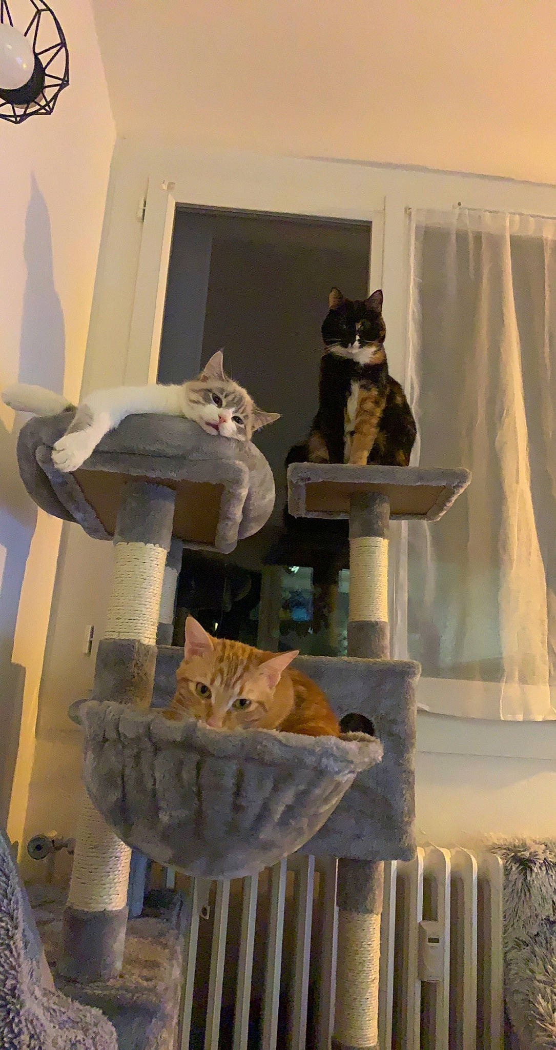 Paillette participe au concours pour gagner de l'argent avec cette photo : art, carnivore, cat, cat_furniture, cat_supply, chair, curtain, domestic_short_haired_cat, felidae, fur, grey, interior_design, linens, pet_supply, room, small_to_medium_sized_cats, stairs, tail, whiskers, wood