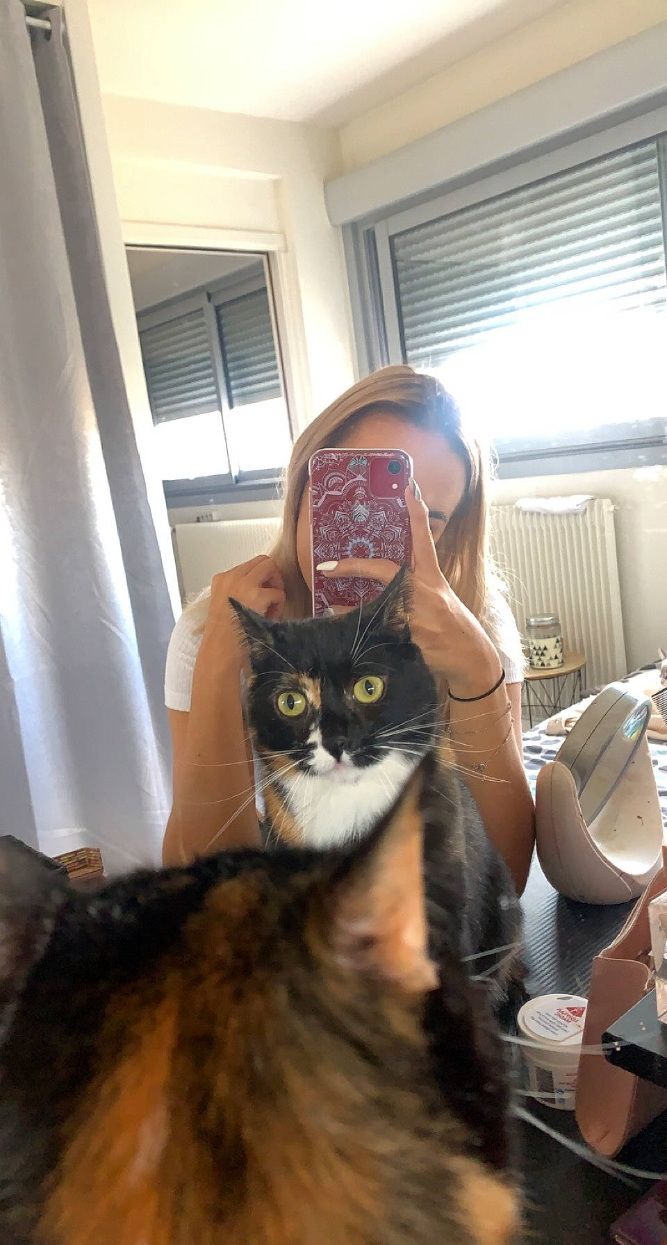 Paillette participe au concours pour gagner de l'argent avec cette photo : brown_hair, carnivore, cat, comfort, curtain, domestic_short_haired_cat, ear, eyewear, felidae, fun, fur, iris, room, selfie, sitting, small_to_medium_sized_cats, tableware, tail, whiskers, window