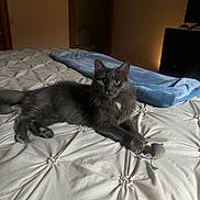 Luna joined the competition — help win amazing prizes! animal, bed, bedroom, blanket, cat, computer, couch, electronics, furniture, hardware, homedecor, indoors, kitten, laptop, linen, manx, pc, pet, room, wood