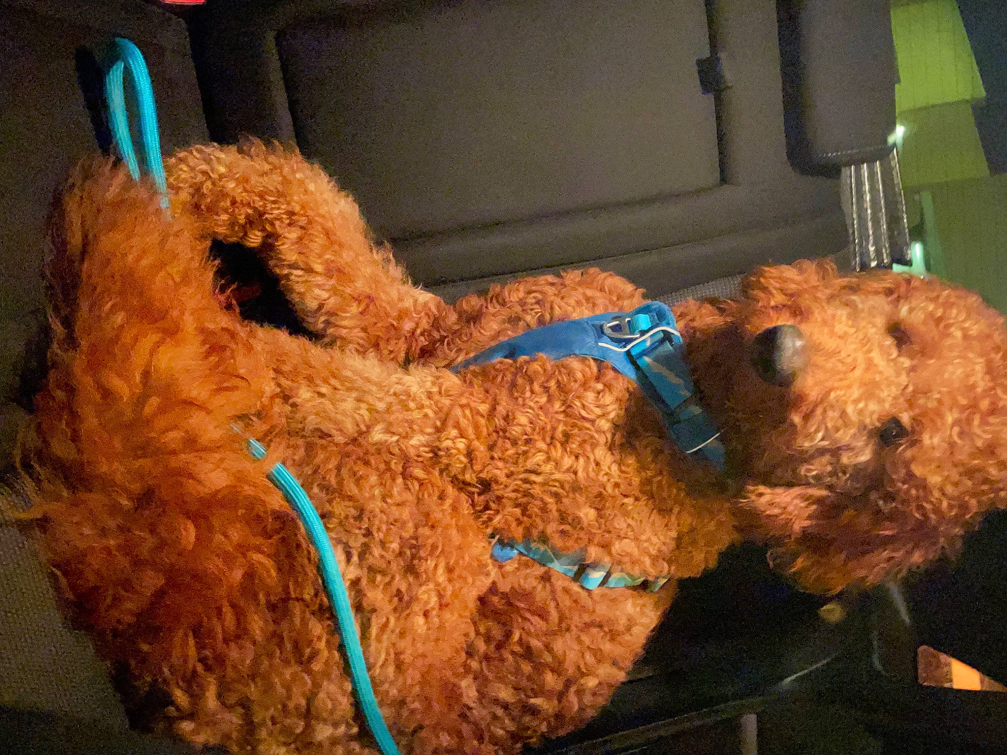 Charlie is registered to the contest to win money with this photo: canidae, car_seat, carnivore, companion_dog, dog, dog_breed, fashion_accessory, fawn, fiber, fur, natural_material, plush, snout, sporting_group, stuffed_toy, teddy_bear, terrestrial_animal, toy, water_dog, working_animal