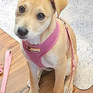 Goldie joined the competition — help win amazing prizes! puppy, dog, pink_harness, leash, wooden_floor, rug, indoor, pet, cute, sitting, ears, looking_up, young_dog, animal, domestic_animal, flooring, fur, canine, pet_accessory, adorable