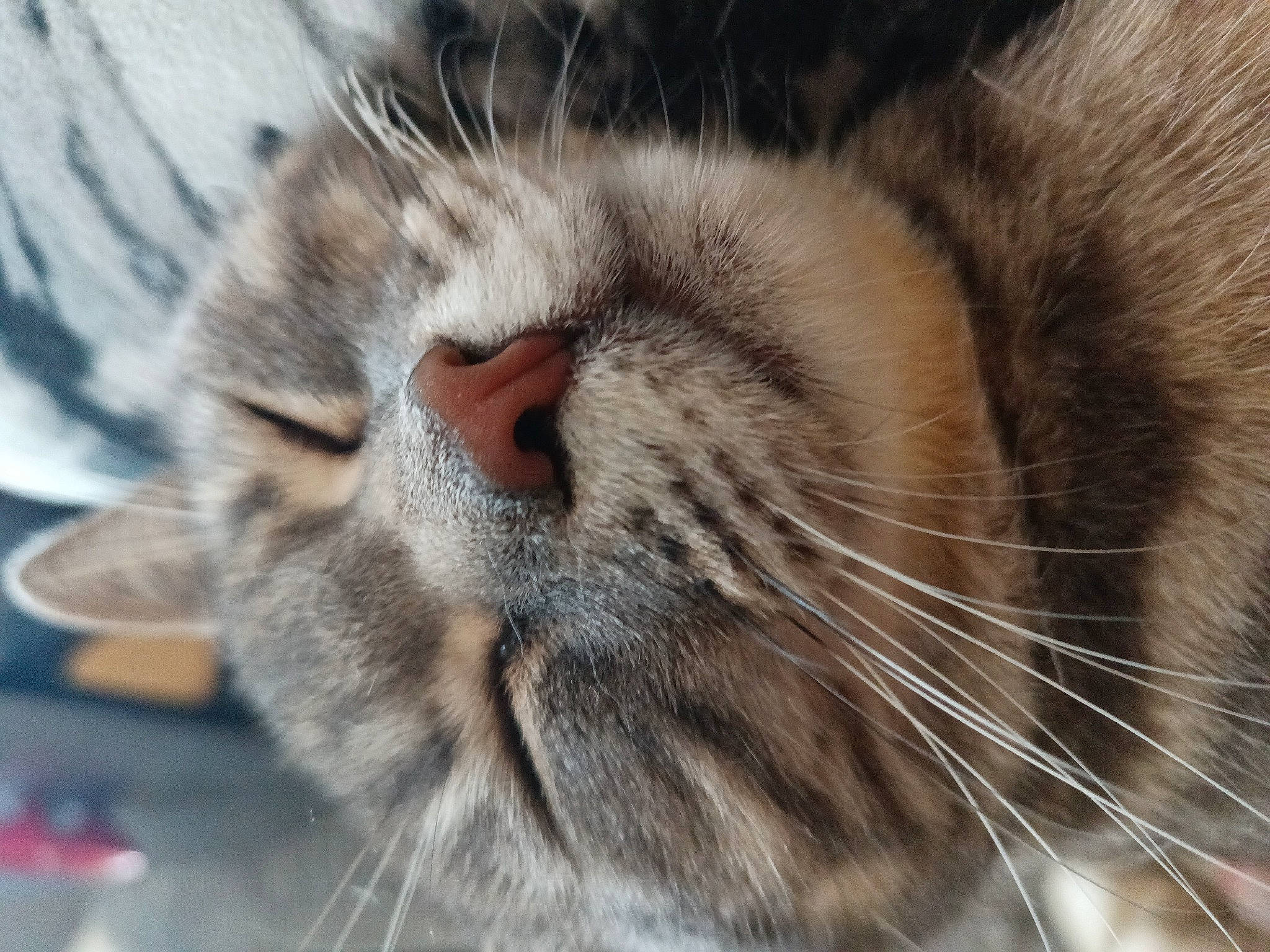 Grace joined the competition — help win amazing prizes! carnivore, cat, close_up, comfort, domestic_short_haired_cat, ear, eye, felidae, fur, head, mammal, nap, nose, paw, small_to_medium_sized_cats, snout, terrestrial_animal, vertebrate, whiskers, wildlife
