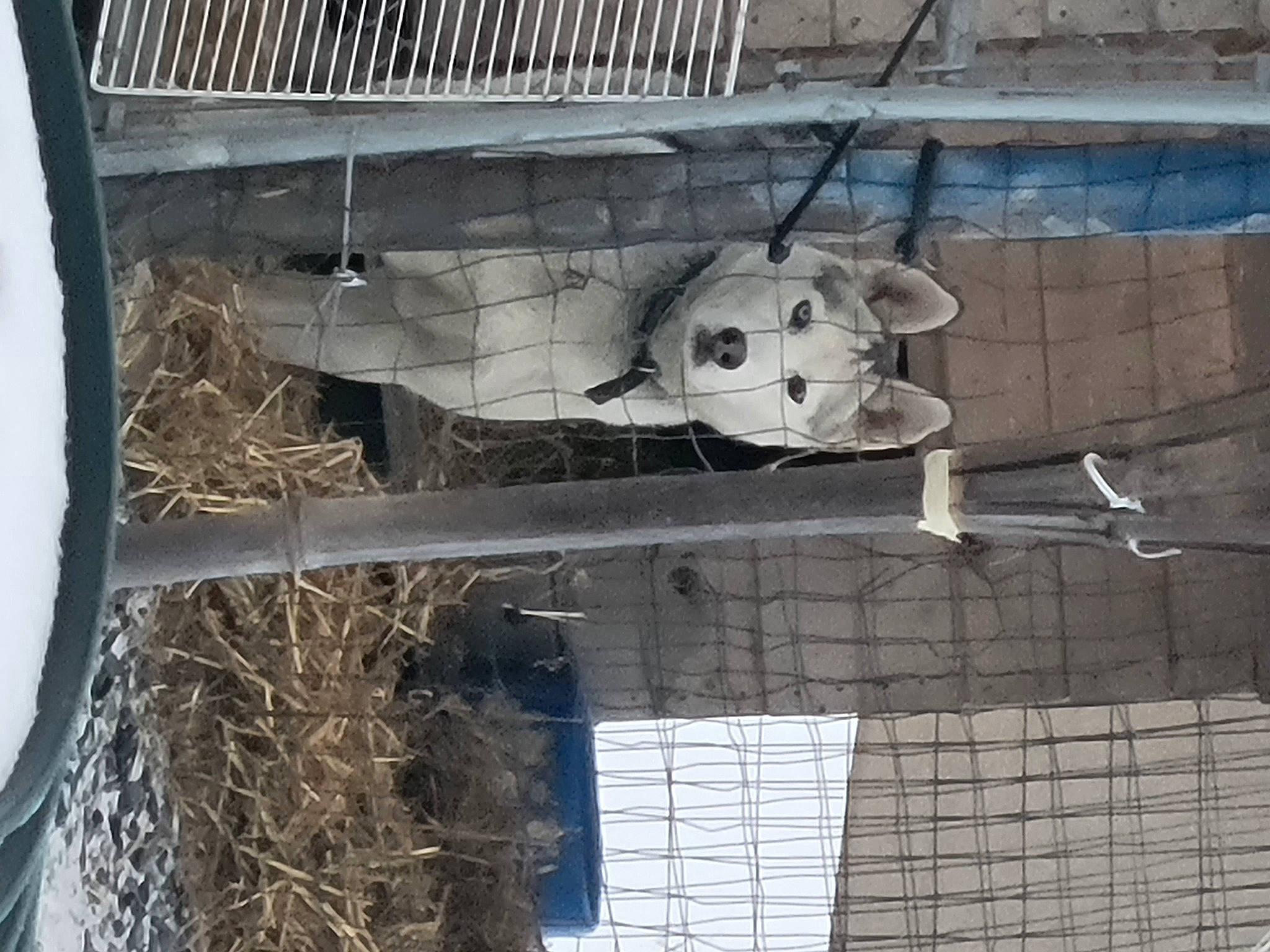 Smokey is registered to the contest to win money with this photo: animal_shelter, art, cage, chain_link_fencing, composite_material, fur, grille, hay, mesh, metal, net, pet_supply, skull, snout, twig, wire_fencing, wood, working_animal