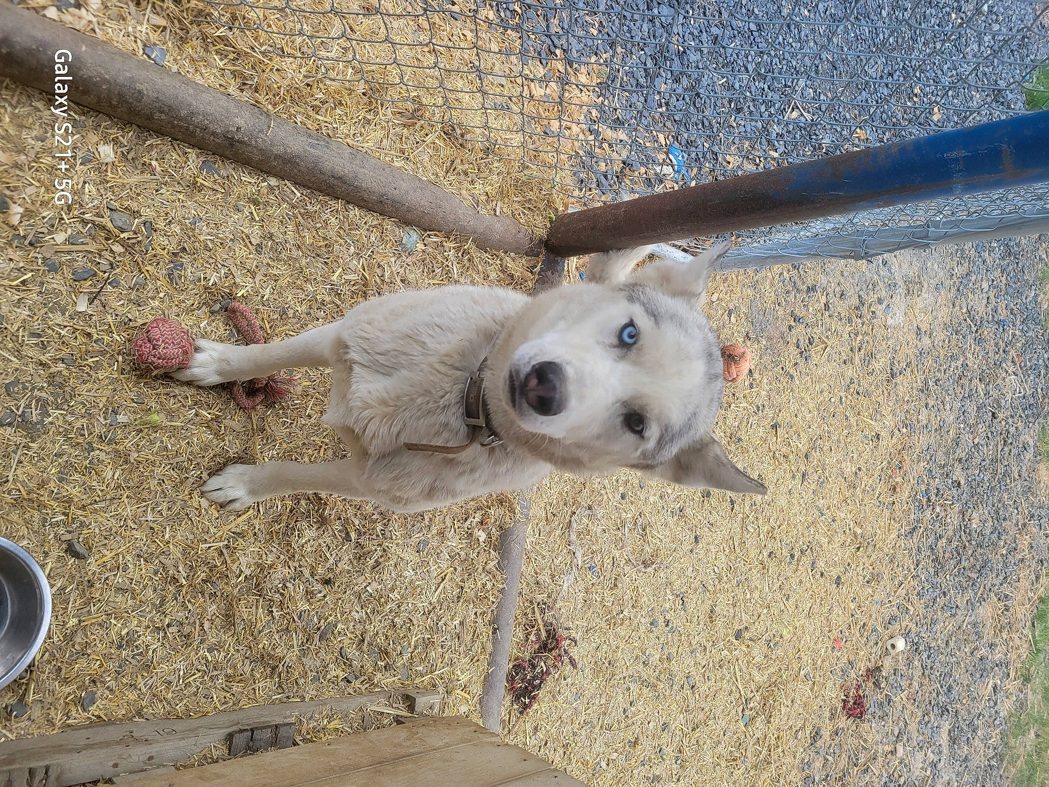 Smokey joined the competition — help win amazing prizes! canidae, carnivore, collar, companion_dog, concrete, dog, dog_breed, fawn, fence, non_sporting_group, pet_supply, road_surface, shadow, snout, soil, sporting_group, terrestrial_animal, working_animal