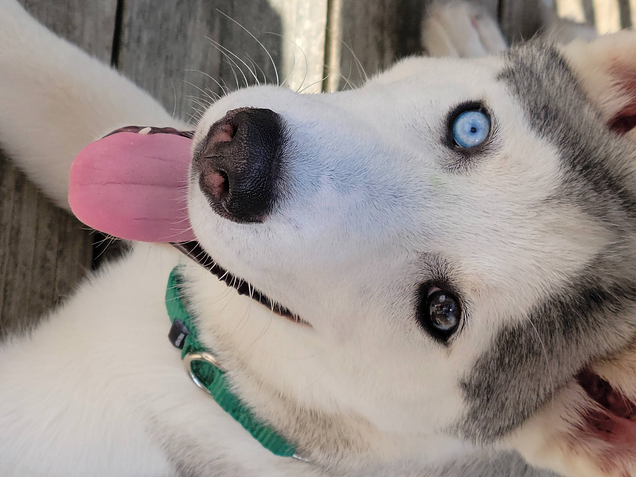 Smokey is registered to the contest to win money with this photo: canidae, carnivore, close_up, collar, companion_dog, dog, dog_breed, dog_collar, dog_supply, ear, eyelash, fawn, fur, jaw, leash, pet_supply, snout, sporting_group, whiskers, working_animal