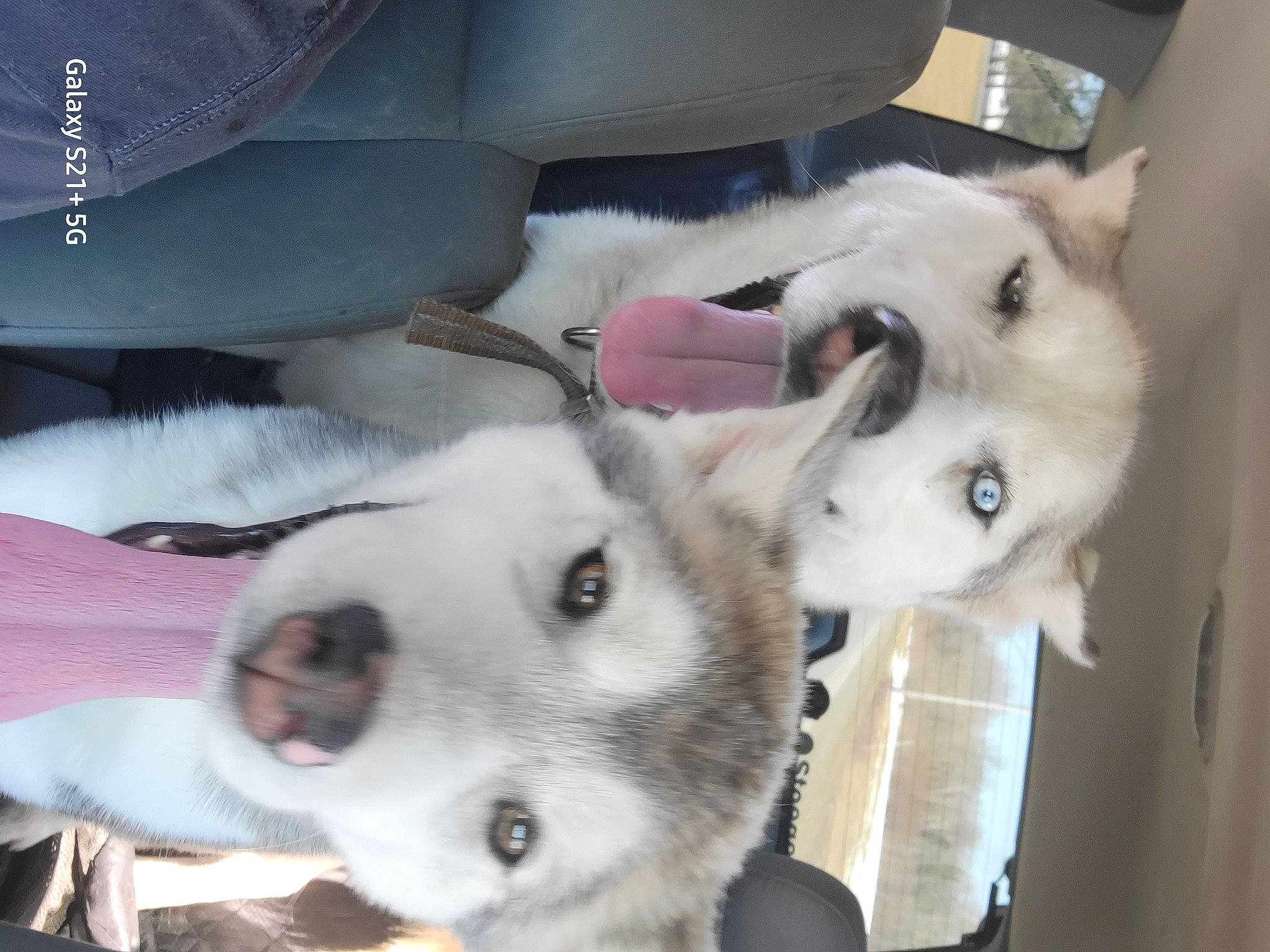 Misune joined the competition — help win amazing prizes! canidae, carnivore, collar, comfort, companion_dog, dog, dog_breed, eyelash, fur, non_sporting_group, paw, sled_dog, snout, sporting_group, tail, whiskers, white, working_animal, working_dog