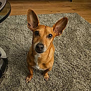 Patachou participe au concours pour gagner de l'argent avec cette photo : alert, animal, brown_dog, canine, carpet, companion, cute, dog, domestic_animal, ears, floor, fur, furniture, home, indoors, living_room, looking_up, mammal, pet, wooden_floor