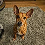 alert, animal, brown_dog, canine, carpet, companion, cute, dog, domestic_animal, ears, floor, fur, furniture, home, indoors, living_room, looking_up, mammal, pet, wooden_floor