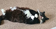 Umi is registered to the contest to win money with this photo: adorable, animal, black_and_white, carpet, cat, content, cozy, cute, fluffy, fur, indoor, lying_down, mammal, paw, pet, relaxed, resting, sleeping, tongue, whiskers