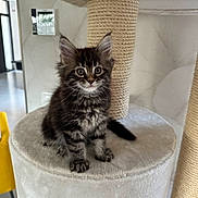 Ava a rejoint le concours — aidez-le/la à gagner de superbes lots ! kitten, cat, cat_tree, indoor, furniture, fluffy, pet, animal, curious, sitting, young, domestic_cat, whiskers, ears, paws, fur, cute, house, room, yellow_chair