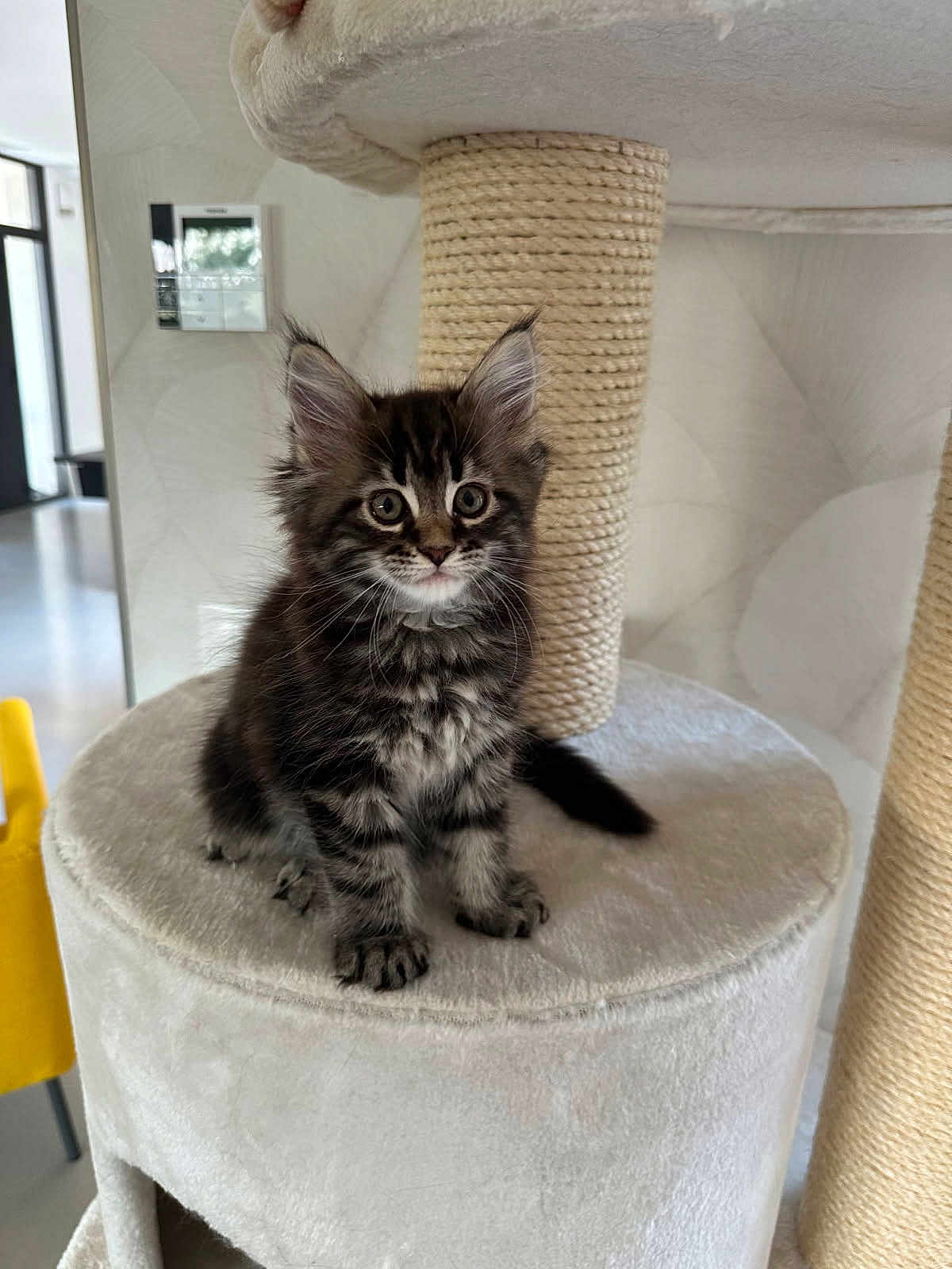 Ava a rejoint le concours — aidez-le/la à gagner de superbes lots ! kitten, cat, cat_tree, indoor, furniture, fluffy, pet, animal, curious, sitting, young, domestic_cat, whiskers, ears, paws, fur, cute, house, room, yellow_chair