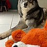 animal, blue_eyes, chair, clock, cute, dog, domestic, floor, furniture, husky, indoor, living_room, looking, orange_toy, pet, plush_toy, portrait, relaxed, sofa, tile_floor
