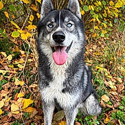 Vaïko participe au concours pour gagner de l'argent avec cette photo : animal, autumn_leaves, blue_eyes, canine, dog, fall, forest, fur, grass, green_leaves, happy, husky, nature, outdoor, pet, portrait, sitting, smiling, tongue_out, yellow_leaves
