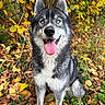 animal, autumn_leaves, blue_eyes, canine, dog, fall, forest, fur, grass, green_leaves, happy, husky, nature, outdoor, pet, portrait, sitting, smiling, tongue_out, yellow_leaves