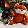 Vaïko a rejoint le concours — aidez-le/la à gagner de superbes lots ! animal, black_and_white, cozy, dog, fireplace, floor, fox, fur, home, husky, indoor, lying_down, orange, pet, relaxing, stuffed_animal, tile_floor, toy, warm_light, white