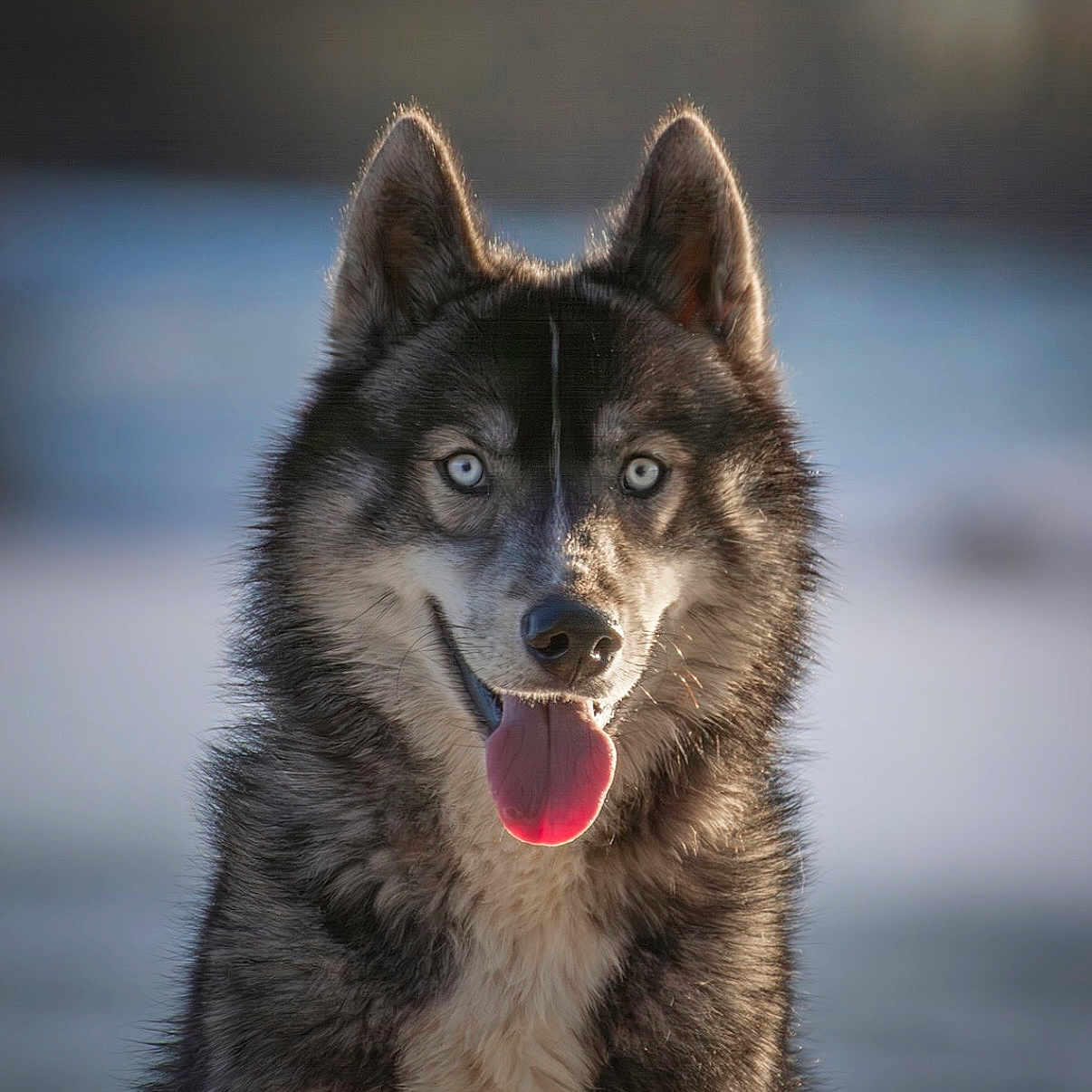 Vaïko a rejoint le concours — aidez-le/la à gagner de superbes lots ! animal, blue_eyes, canine, close_up, dog, ears, face, focused, friendly, fur, happy, husky, nature, outdoor, pet, portrait, smiling, snow, tongue_out, winter