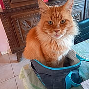 Sandrine Farout a rejoint le concours — aidez-le/la à gagner de superbes lots ! cat, ginger_cat, orange_cat, fluffy, long_hair, feline, pet, animal, whiskers, ears, eyes, sitting, portrait, indoors, travel_bag, carrier_bag, furniture, wooden_cabinet, tiled_floor, home