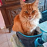 cat, ginger_cat, orange_cat, fluffy, long_hair, feline, pet, animal, whiskers, ears, eyes, sitting, portrait, indoors, travel_bag, carrier_bag, furniture, wooden_cabinet, tiled_floor, home