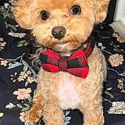 Sulley is registered to the contest to win money with this photo: adorable, animal, blanket, bow_tie, brown_dog, companion, cute, cute_pet, dog, domestic_animal, floral_pattern, fluffy, fur, indoors, looking_at_camera, pet, portrait, red_and_black, sitting, small_dog
