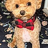 adorable, animal, blanket, bow_tie, brown_dog, companion, cute, cute_pet, dog, domestic_animal, floral_pattern, fluffy, fur, indoors, looking_at_camera, pet, portrait, red_and_black, sitting, small_dog