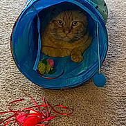 Lane Morris is registered to the contest to win money with this photo: cat, orange_tabby, blue_tunnel, toy, carpet, indoor, pet, animal, feline, play, curious, cozy, looking, sitting, closeup, domestic_cat, cute, whiskers, ears, paw