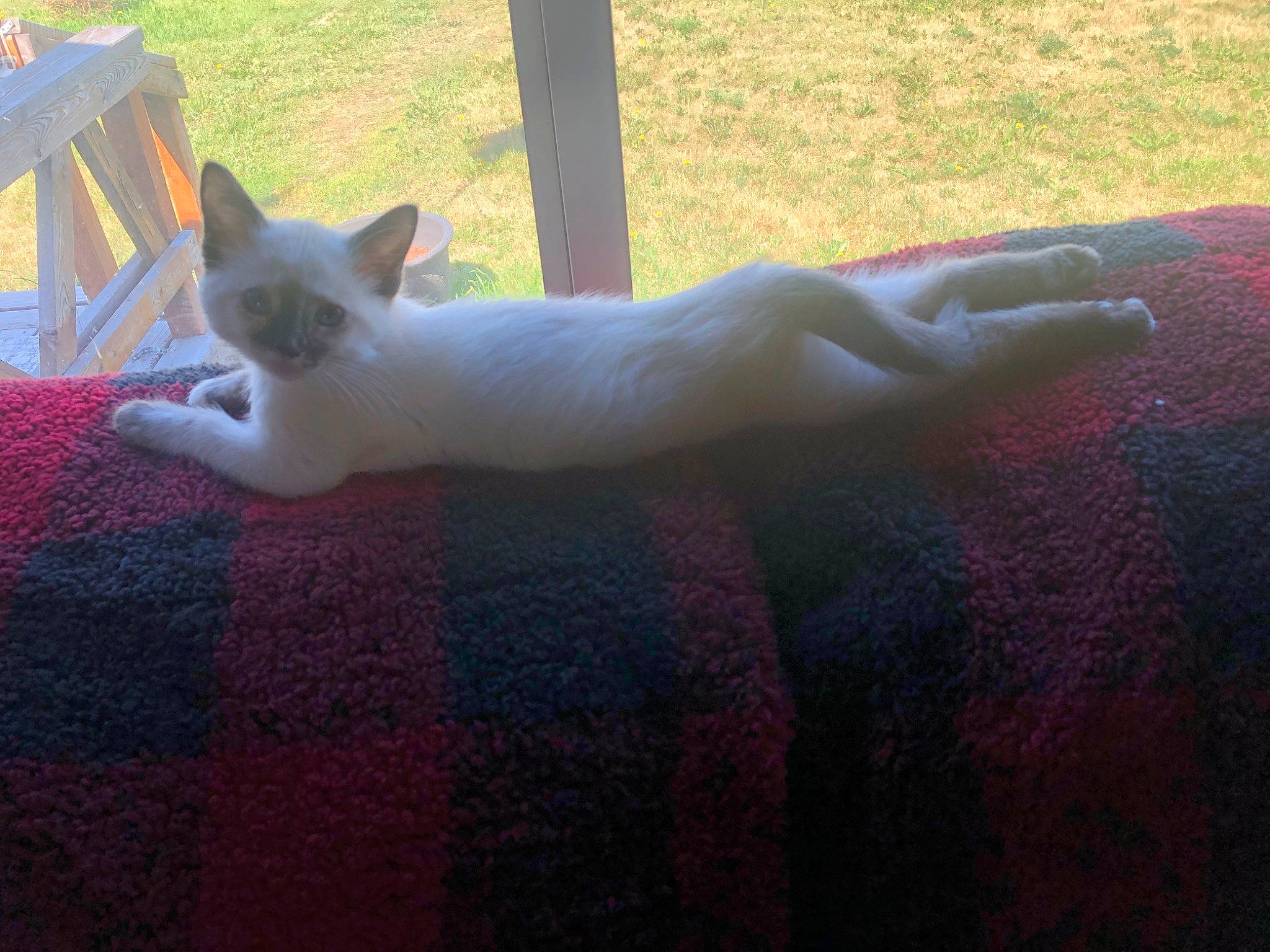 Ari is registered to the contest to win money with this photo: carnivore, cat, comfort, companion_dog, dog_breed, domestic_short_haired_cat, fawn, felidae, flooring, fur, grass, magenta, plant, sitting, small_to_medium_sized_cats, tail, terrestrial_animal, tree, whiskers, wood