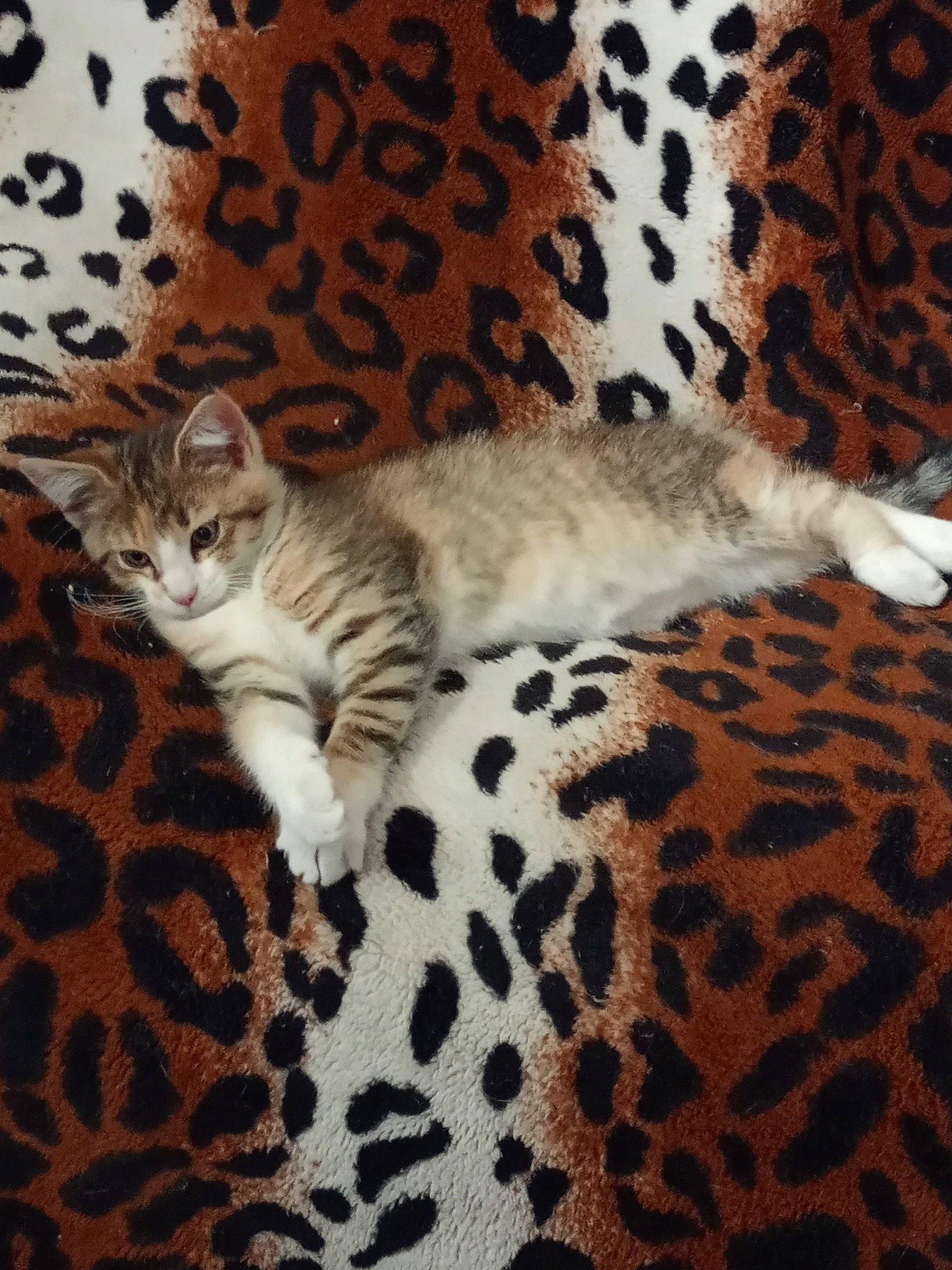 Lara a rejoint le concours — aidez-le/la à gagner de superbes lots ! bed, carnivore, cat, cat_bed, cat_supply, claw, comfort, couch, domestic_short_haired_cat, fawn, felidae, fur, linens, pattern, paw, small_to_medium_sized_cats, snout, tail, whiskers, wood