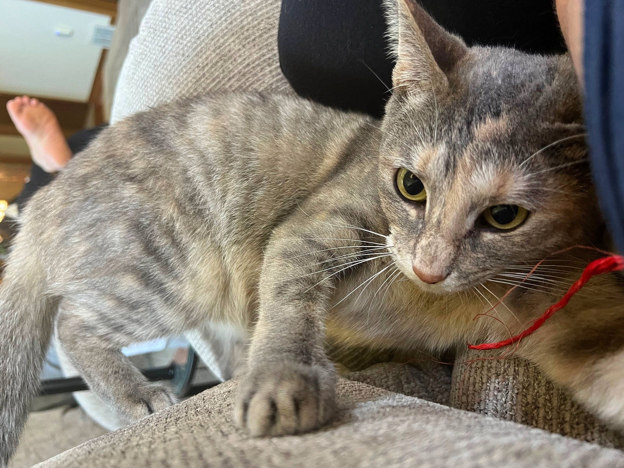 Scarlett joined the competition — help win amazing prizes! carnivore, cat, cat_supply, claw, comfort, domestic_short_haired_cat, felidae, fur, paw, small_to_medium_sized_cats, snout, terrestrial_animal, whiskers