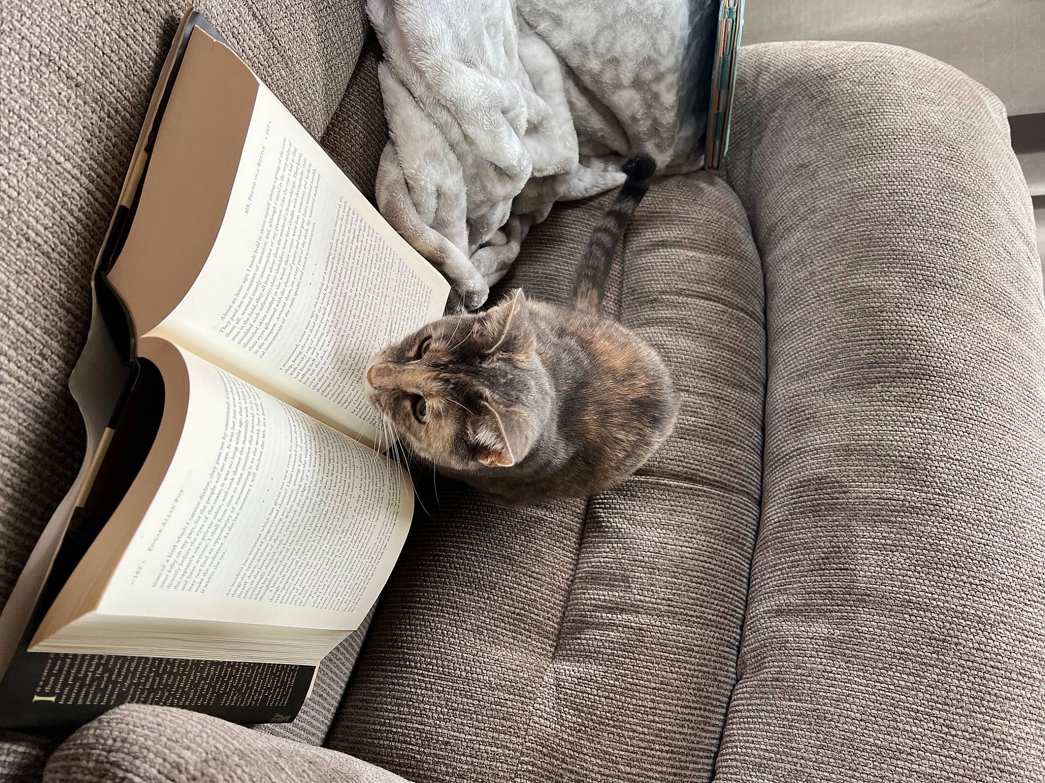 Scarlett joined the competition — help win amazing prizes! bag, carnivore, cat, claw, comfort, domestic_short_haired_cat, felidae, flooring, fur, grey, human_leg, linens, luggage_and_bags, nap, paw, room, sitting, small_to_medium_sized_cats, whiskers, wood