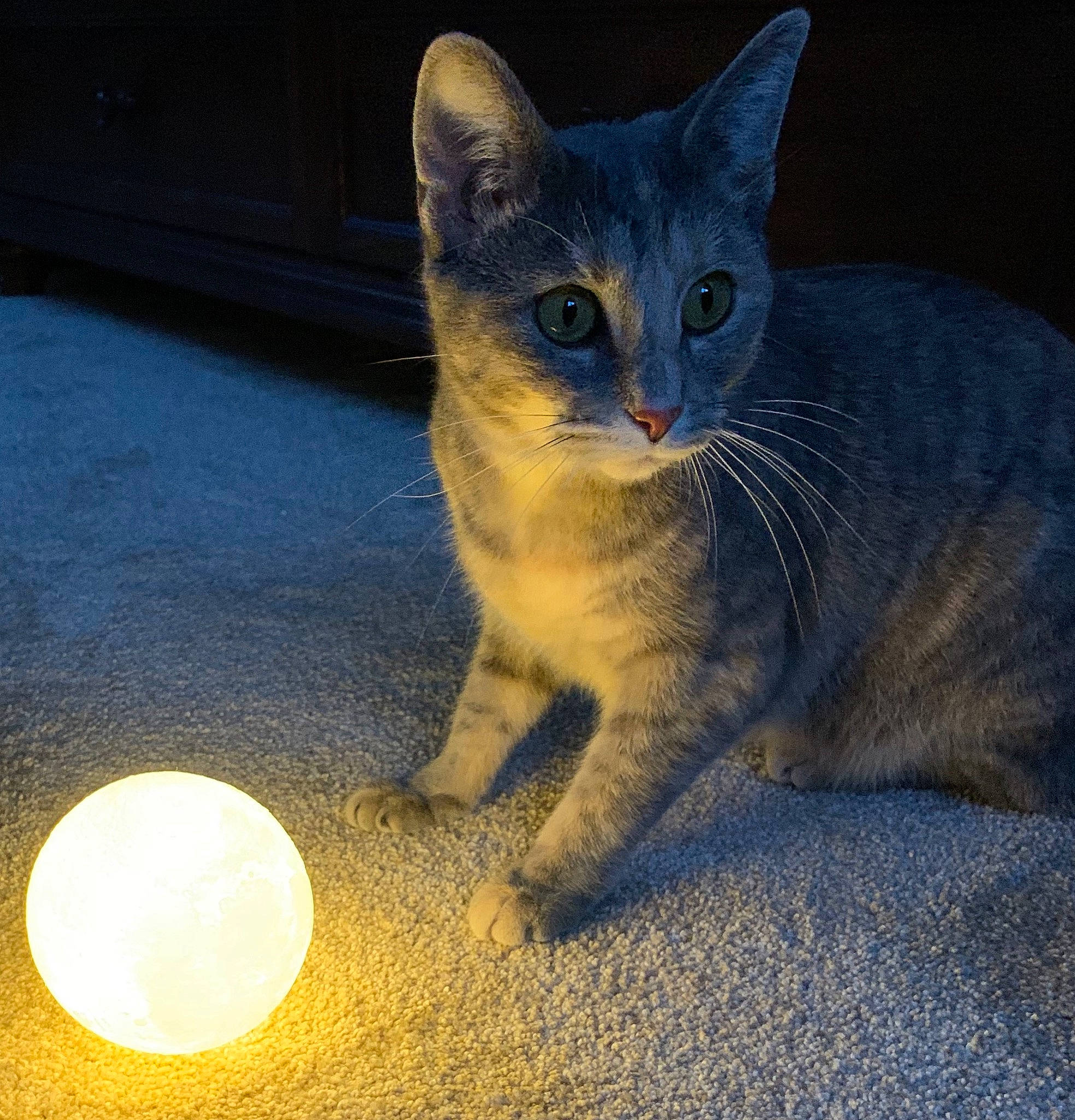 Scarlett is registered to the contest to win money with this photo: carnivore, cat, cat_toy, circle, claw, domestic_short_haired_cat, eye, felidae, flooring, fur, paw, road_surface, russian_blue, sitting, small_to_medium_sized_cats, snout, tail, whiskers