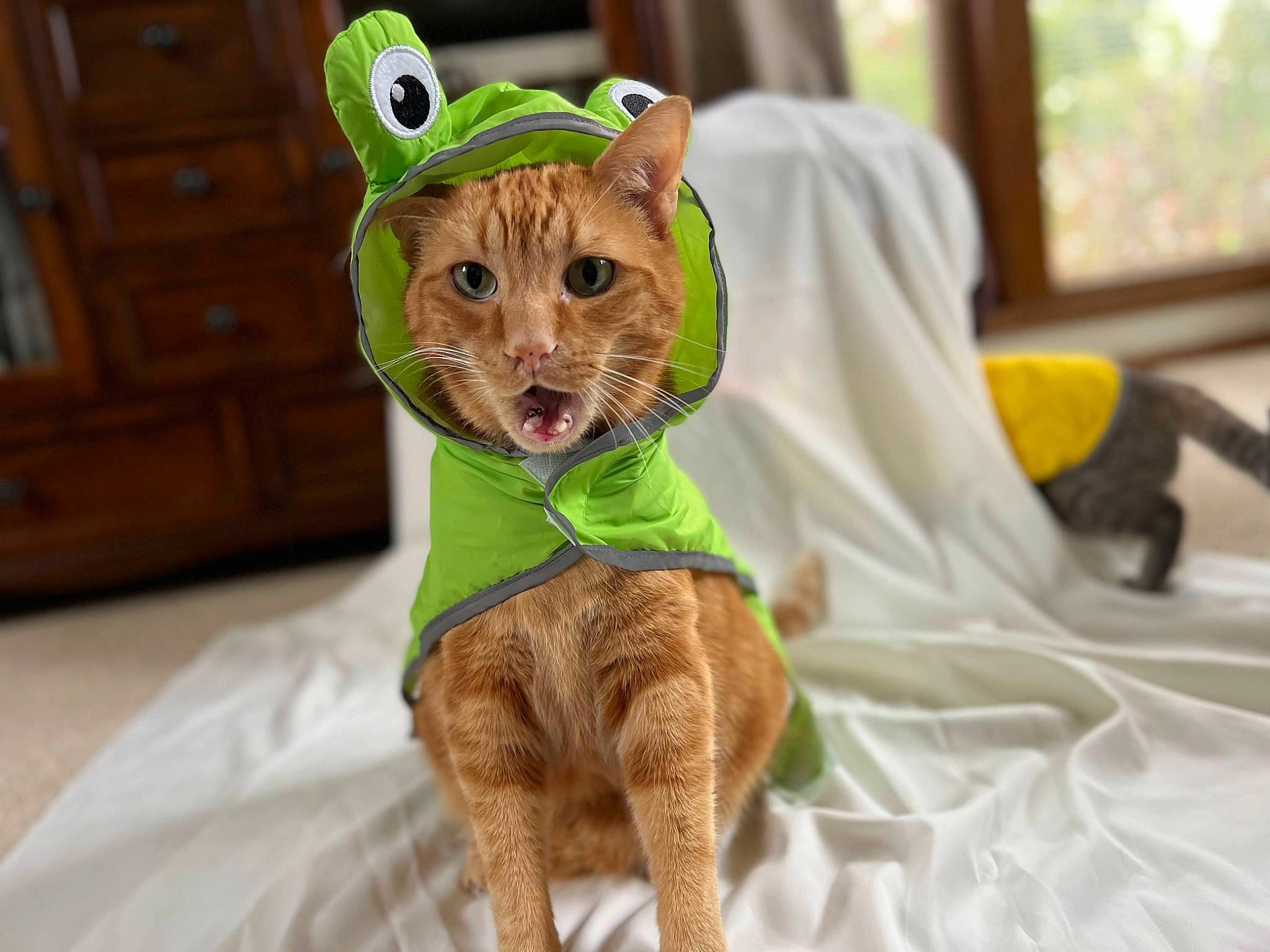 Benny joined the competition — help win amazing prizes! big_cats, cabinetry, canidae, carnivore, cat, companion_dog, cougar, domestic_short_haired_cat, fawn, felidae, fur, hat, small_to_medium_sized_cats, snout, tail, terrestrial_animal, toy, whiskers, wildlife, window