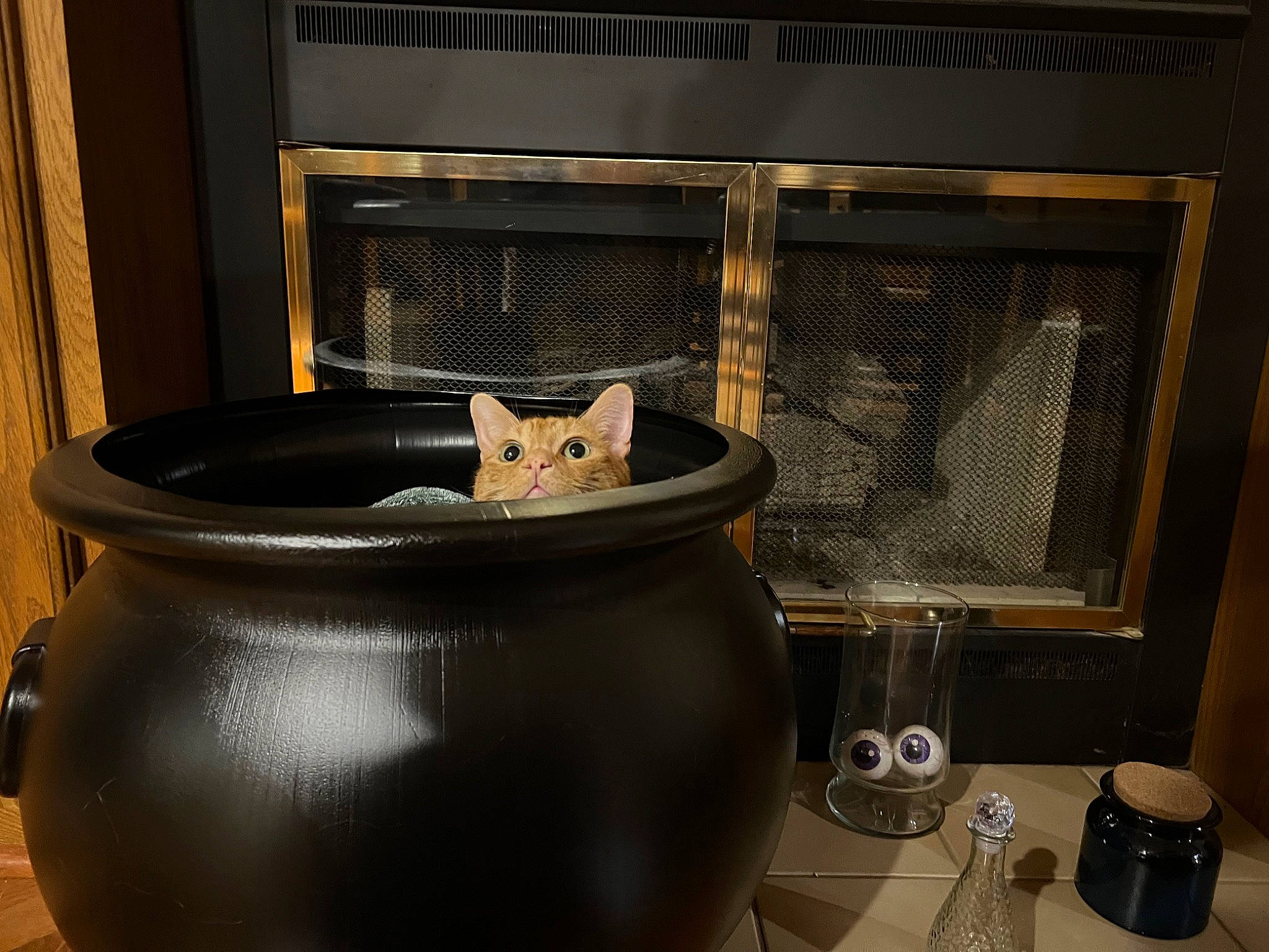 Benny is registered to the contest to win money with this photo: carnivore, cat, cat_supply, comfort, cookware_and_bakeware, felidae, flooring, gas, home_appliance, household_supply, interior_design, pet_supply, room, small_to_medium_sized_cats, whiskers, window