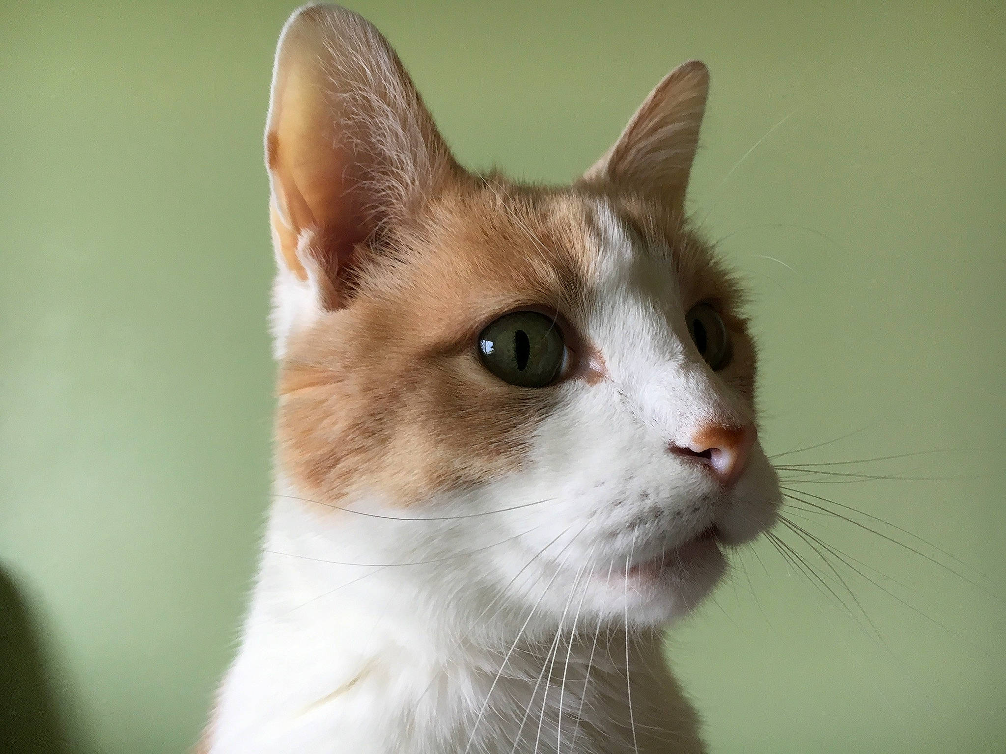 Jak joined the competition — help win amazing prizes! carnivore, cat, domestic_short_haired_cat, fawn, felidae, fur, small_to_medium_sized_cats, snout, tail, terrestrial_animal, whiskers, wildlife