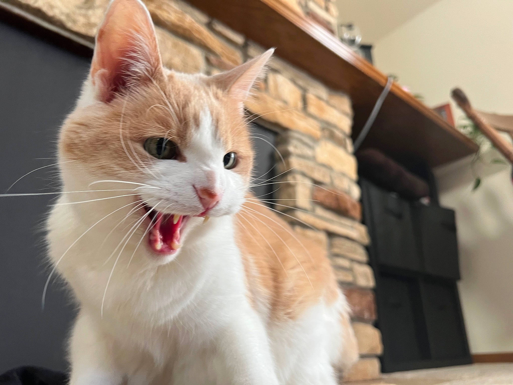 Jak is registered to the contest to win money with this photo: carnivore, cat, domestic_short_haired_cat, felidae, fur, hardwood, paw, small_to_medium_sized_cats, snout, whiskers, window, wood