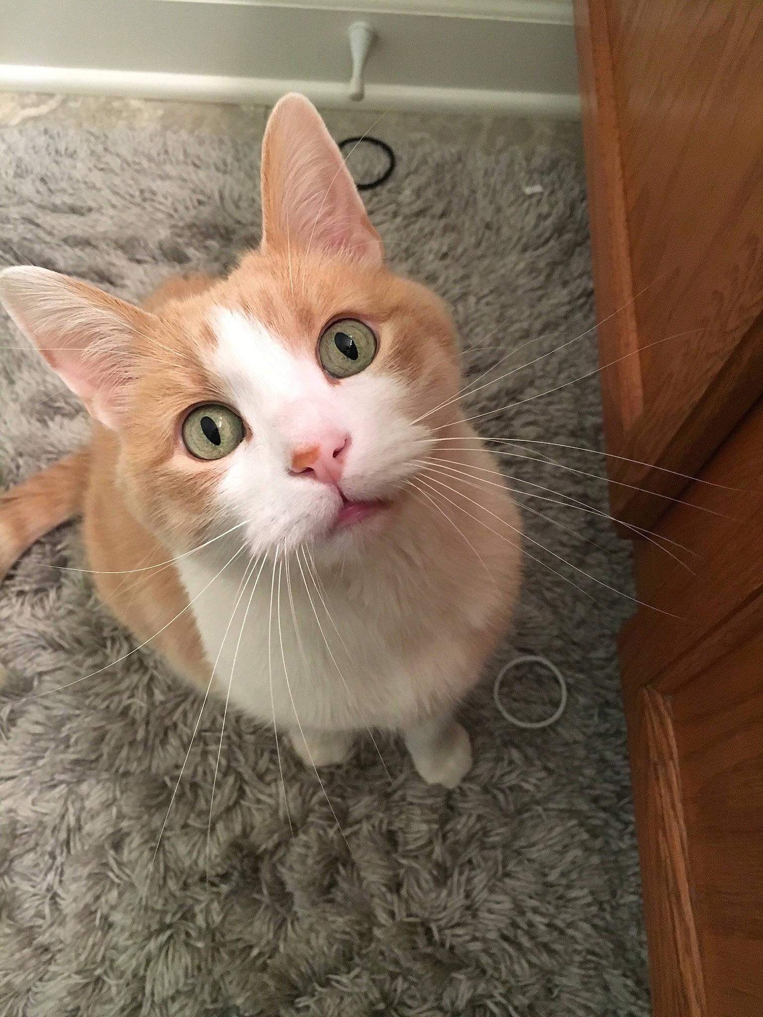 Jak is registered to the contest to win money with this photo: carnivore, cat, claw, domestic_short_haired_cat, eye, fawn, felidae, flooring, fur, hardwood, paw, plant, small_to_medium_sized_cats, snout, tail, varnish, whiskers, window, wood, wood_stain