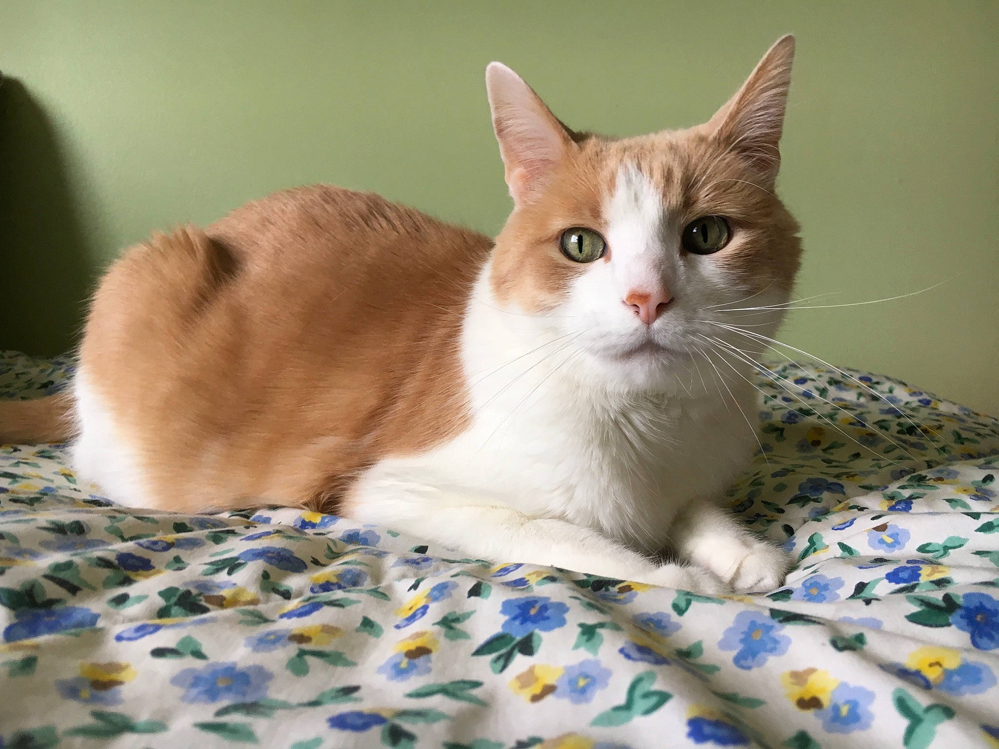 Jak is registered to the contest to win money with this photo: carnivore, cat, cat_supply, comfort, domestic_short_haired_cat, fawn, felidae, fur, linens, pattern, paw, pet_supply, small_to_medium_sized_cats, snout, tail, terrestrial_animal, whiskers